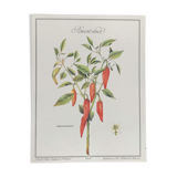 Planche botanique le Piment doux