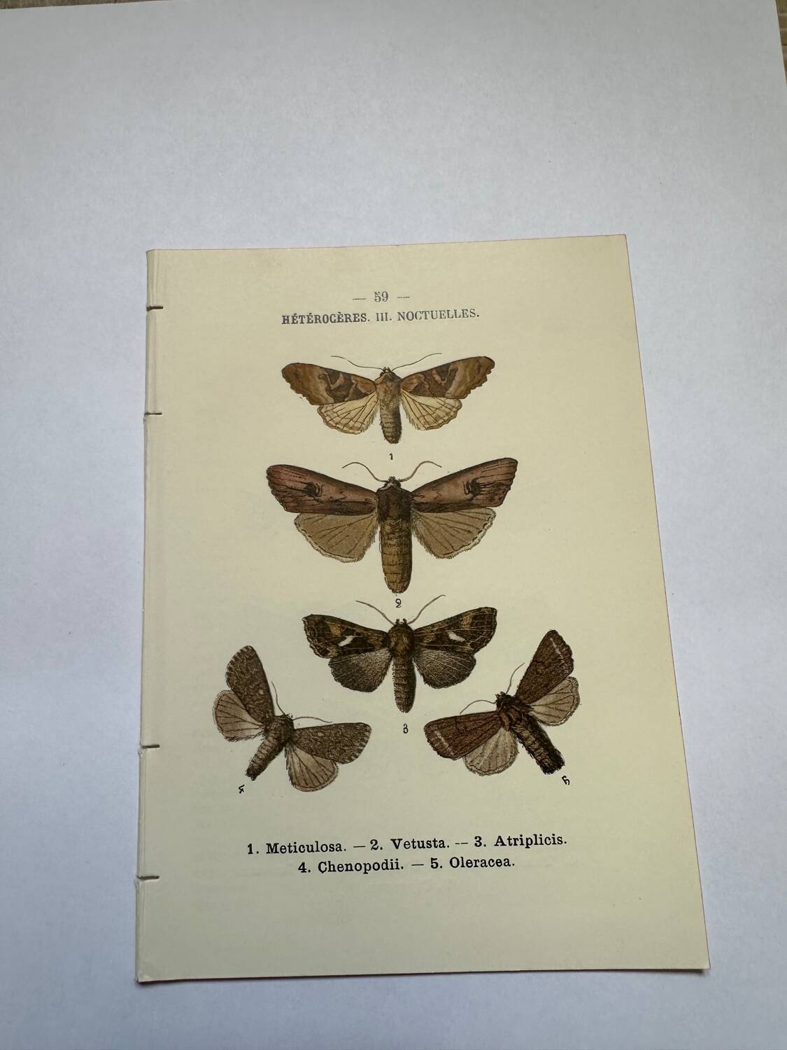 Botanical engraving butterflies double-sided naturalist plate Etching