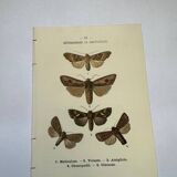 Botanical engraving butterflies double-sided naturalist plate Etching