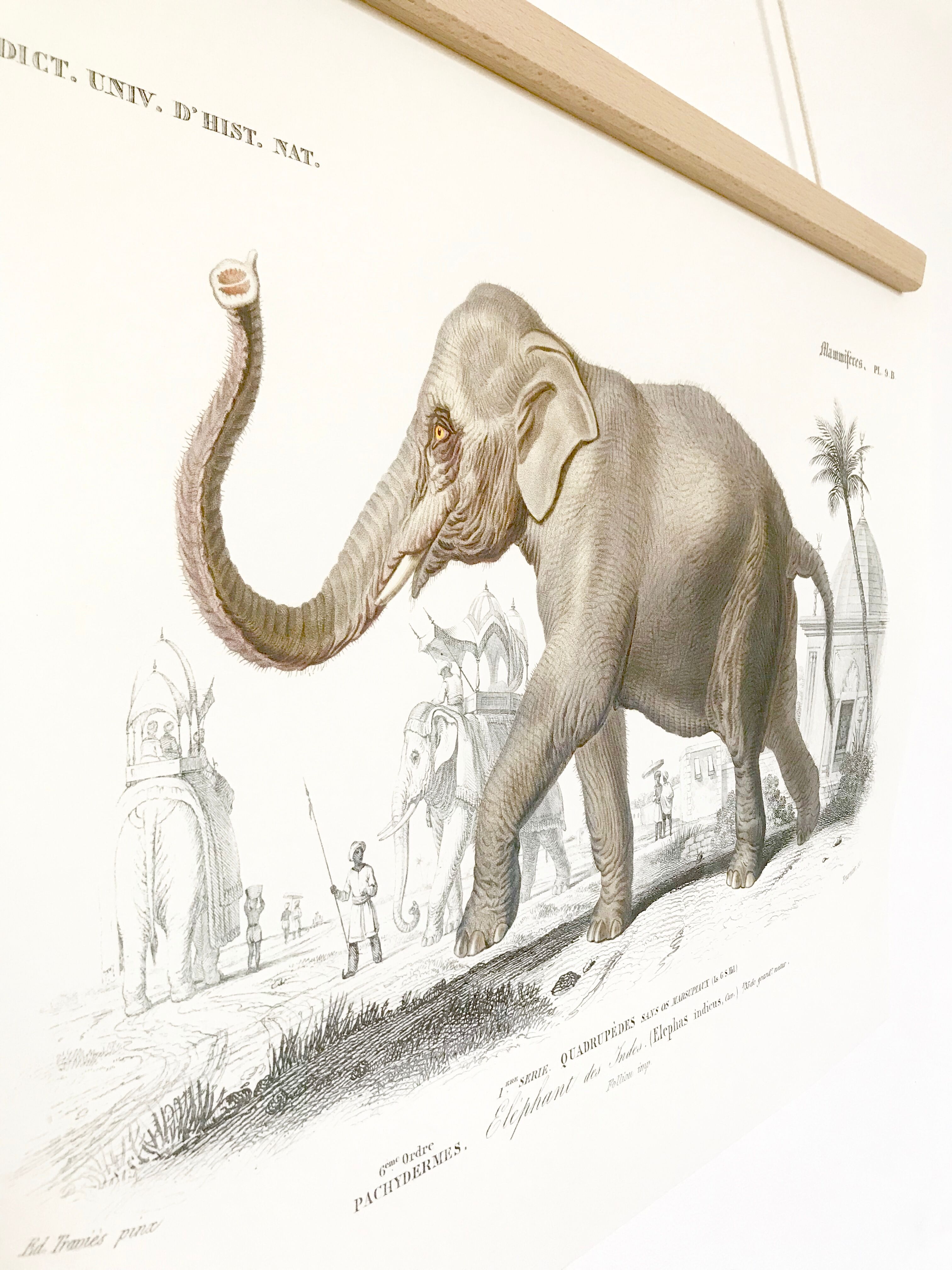 Displayed in colors representative of the Asian elephant