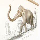 Displayed in colors representative of the Asian elephant