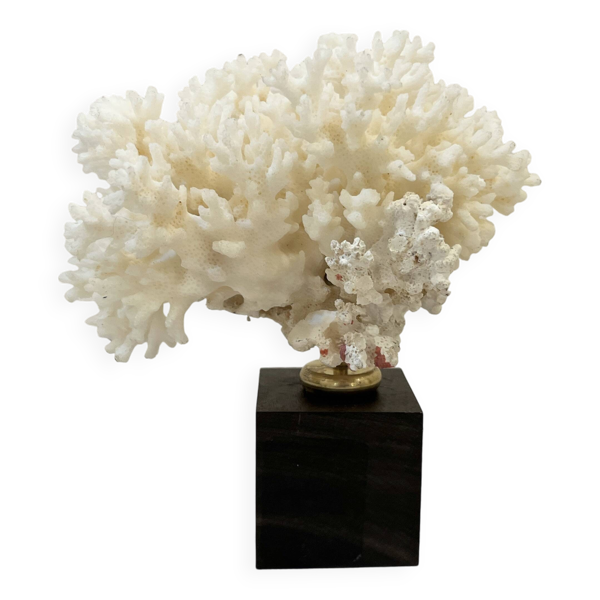 Corail buisson blanc naturel ancien sur socle en bois d' ébène cabinet de curiosités