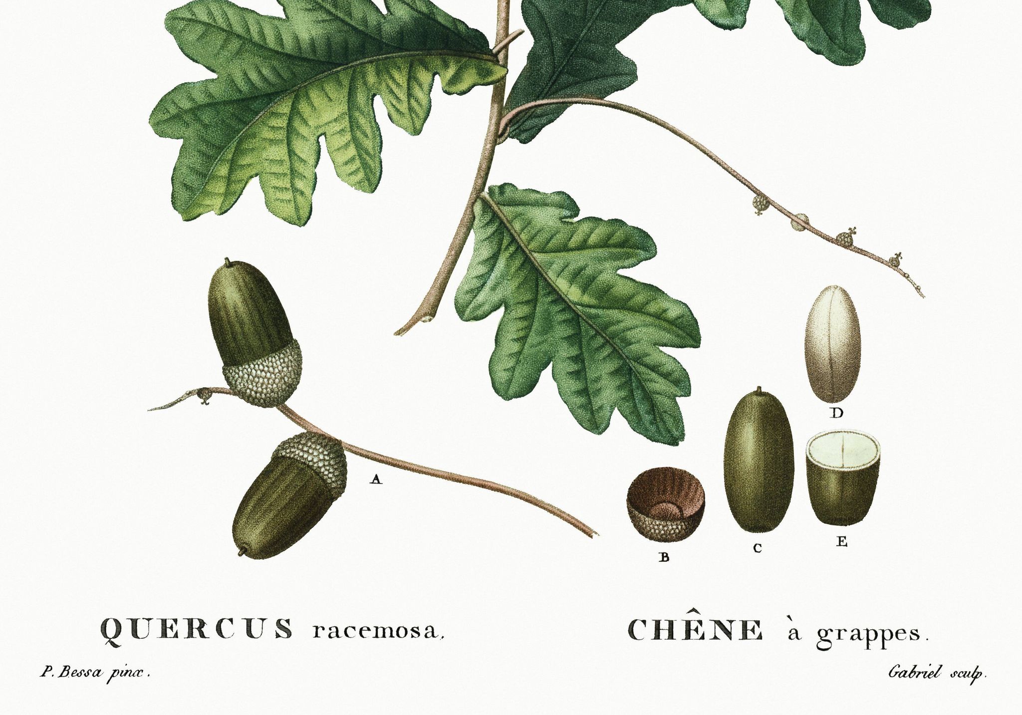 Affiche sur le chêne, d’après une gravure de 1802