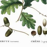 Affiche sur le chêne, d’après une gravure de 1802