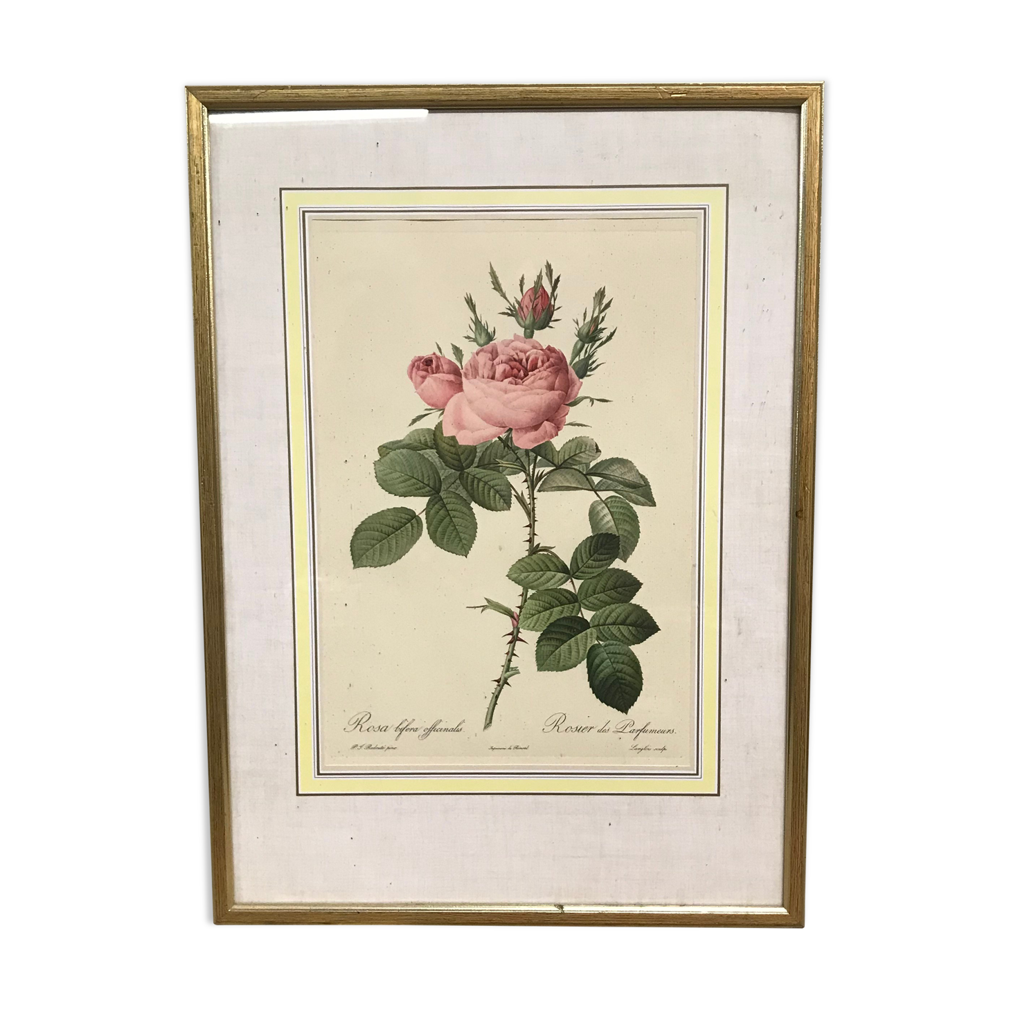 Engraving "rosier des perfumers"