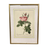 Engraving "rosier des perfumers"