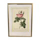 Engraving "rosier des perfumers"