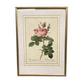Gravure « rosier des parfumeurs »