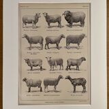 Lithograph on sheep from 1921