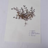 Set of 6 herbarium boards