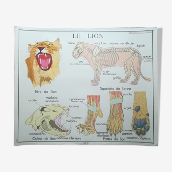 Affiche pédagogique Rossignol "Le lion et les singes" vintage.