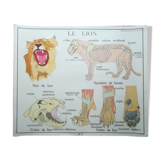 Rossignol pedagogical poster "The lion and the monkeys" vintage.