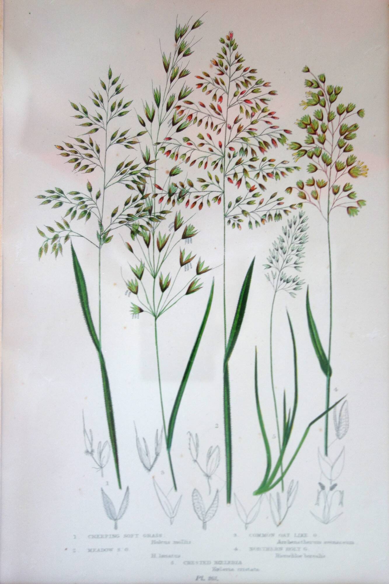 4 framed botanical plates, 19th century