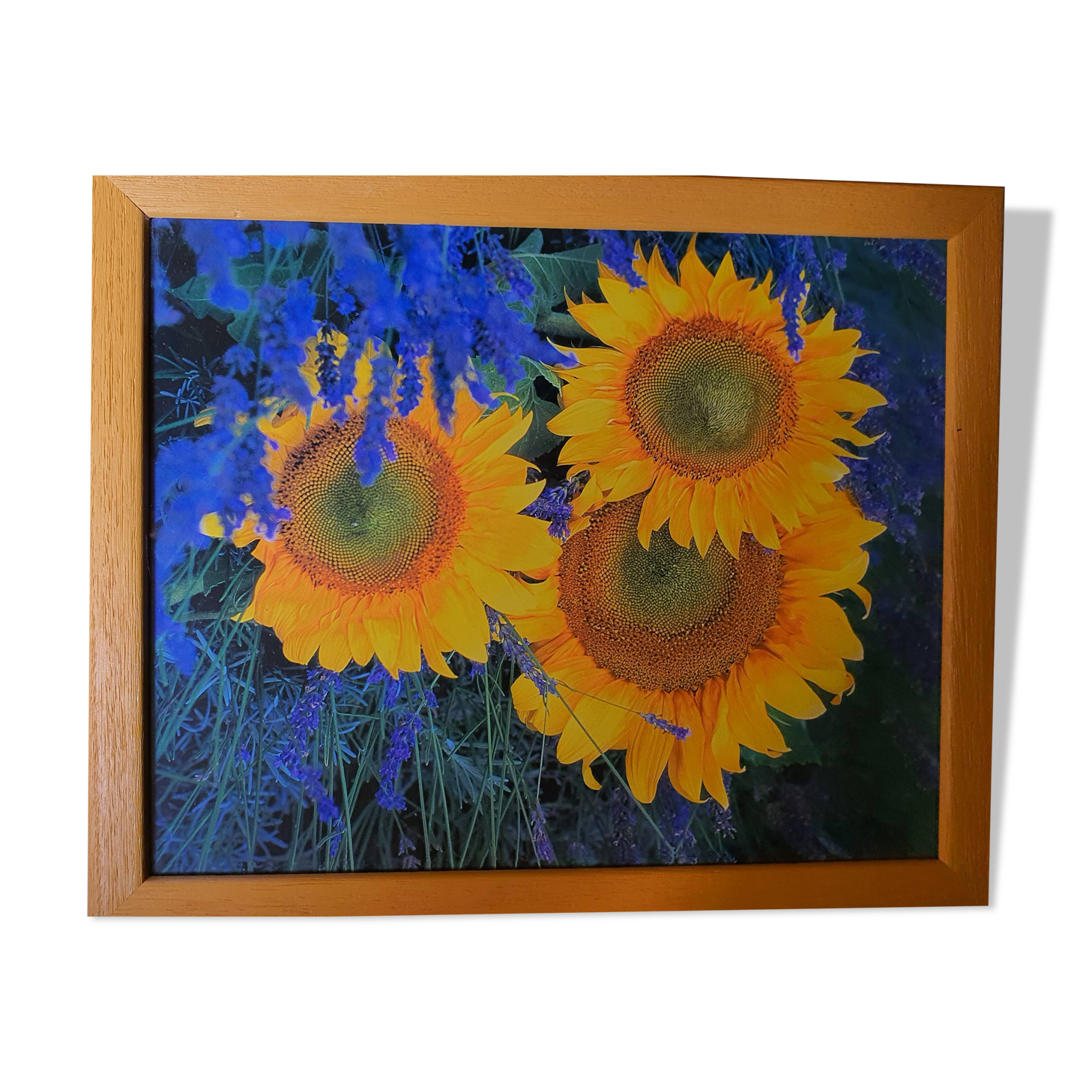 Photo under glass wooden frame, "sunflower and lavender"