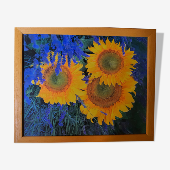 Photo sous verre cadre bois , "tournesol et lavande"