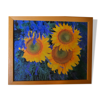 Photo under glass in wooden frame, "sunflower and lavender"