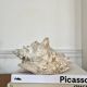 Conch shell