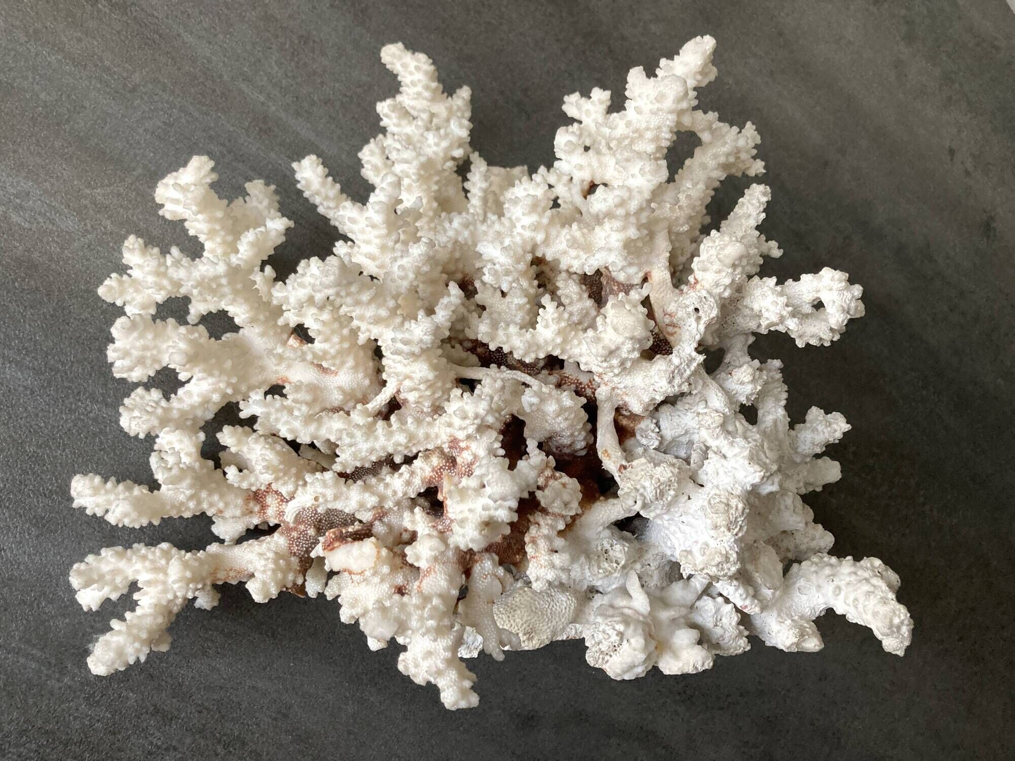 Corail blanc grand modèle 1960 sur bois sculpté