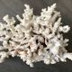 Corail blanc grand modèle 1960 sur bois sculpté
