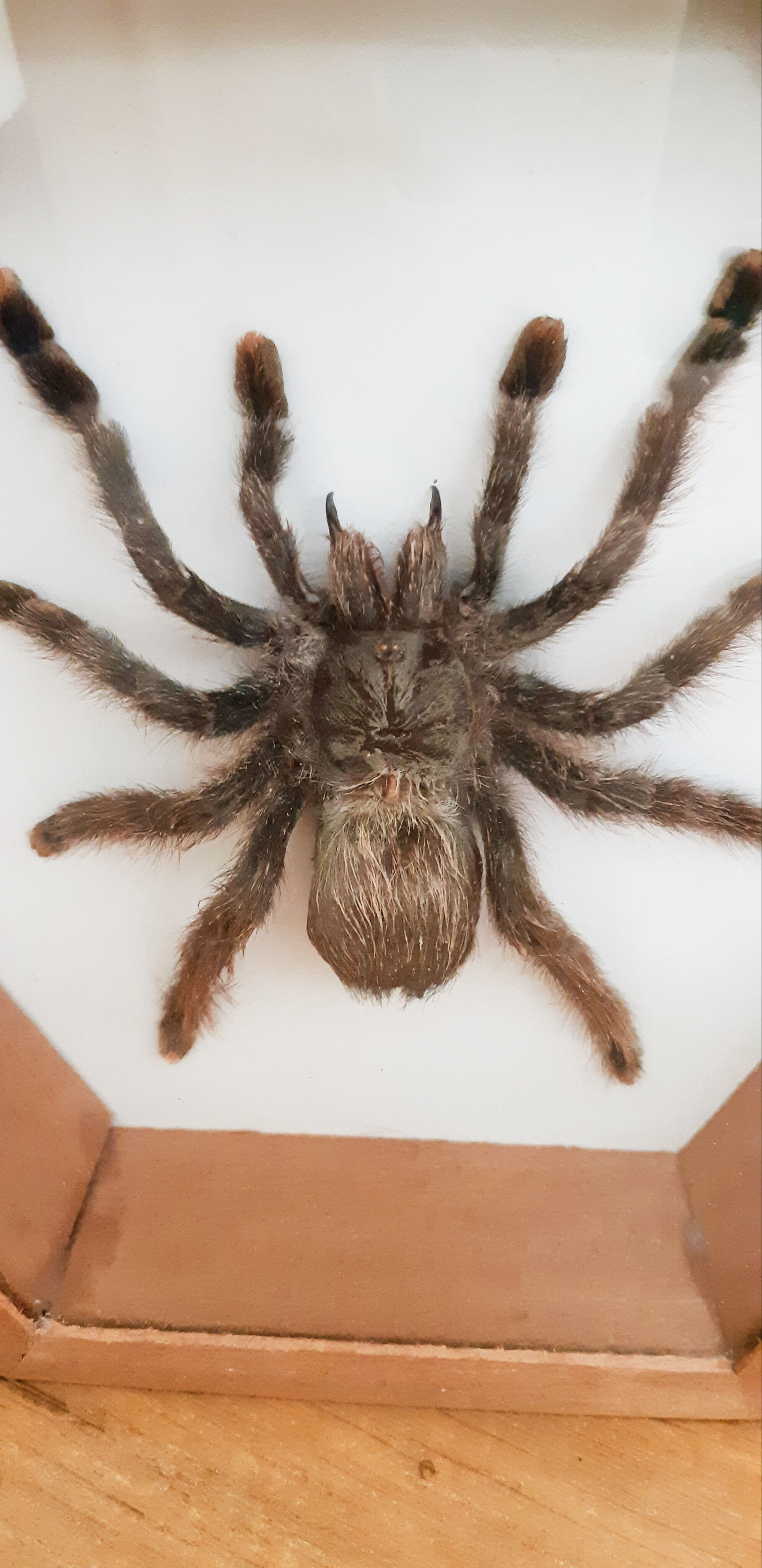 Mygale spider naturalized under glass