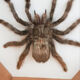 Mygale spider naturalized under glass