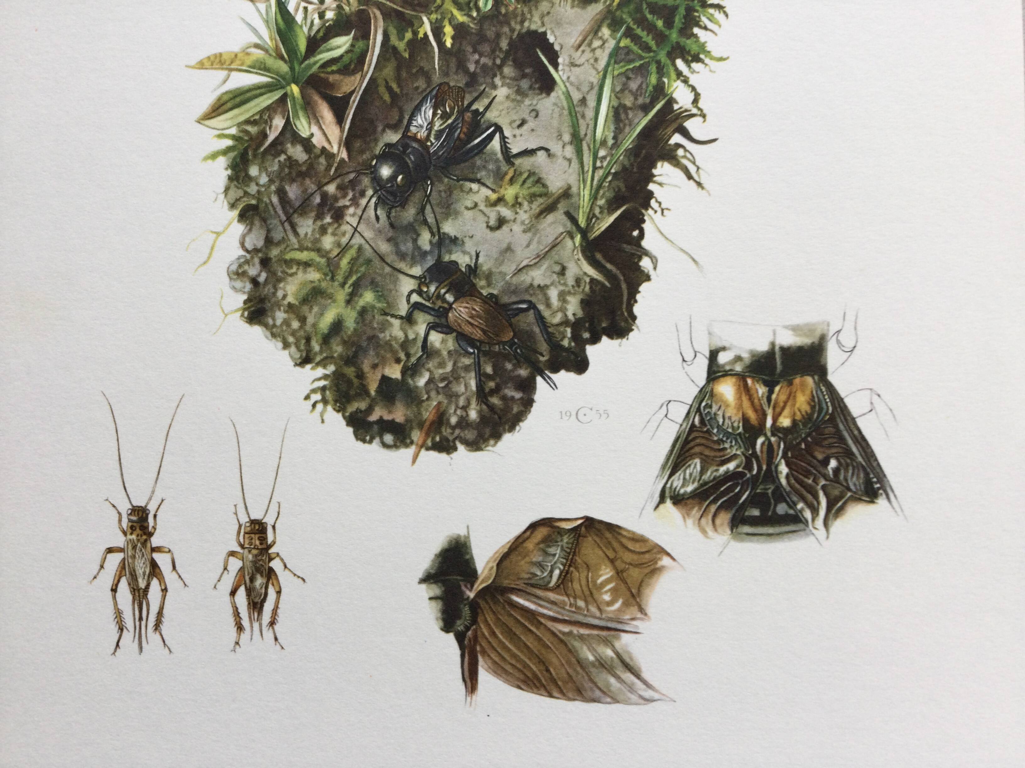 Antique illustration "insects", 1960s