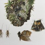 Illustration ancienne "insectes", années 60