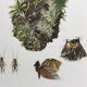 Antique illustration "insects", 1960s