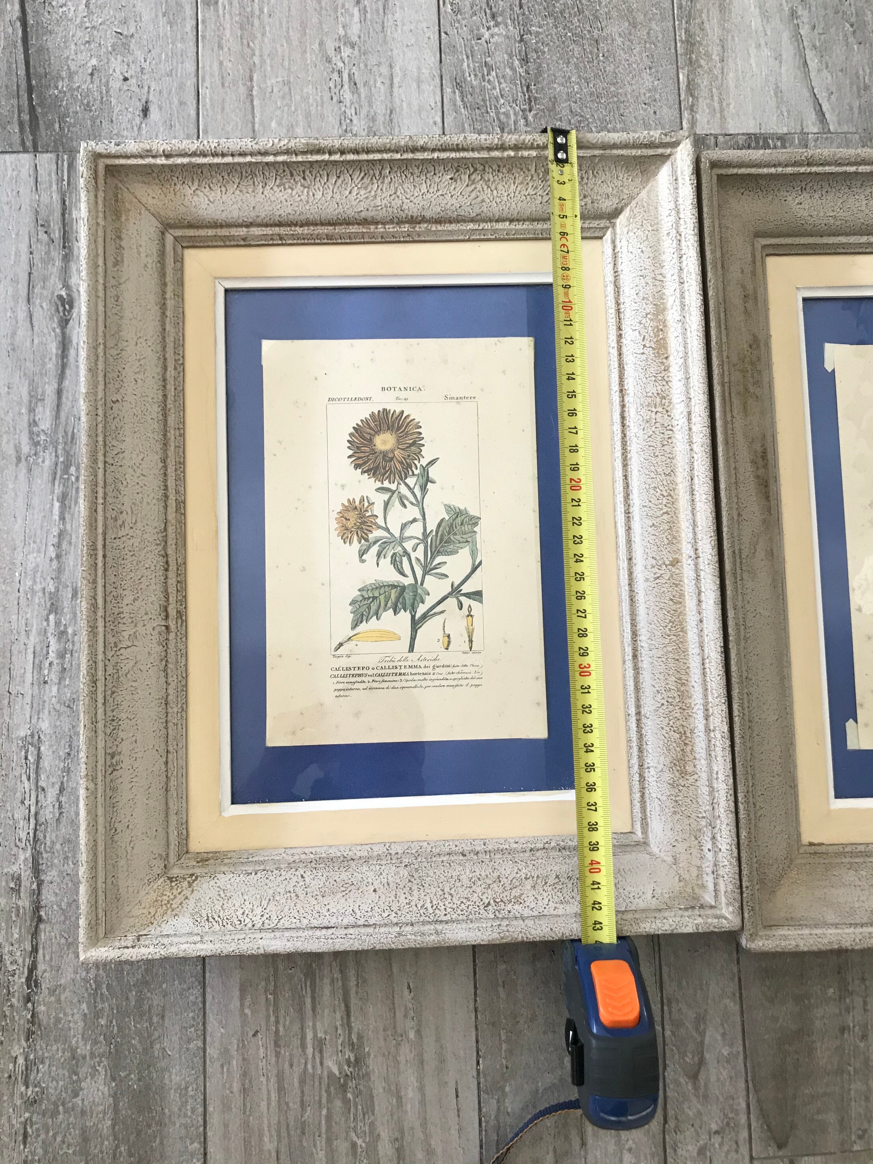 Ancient botanical plank frames