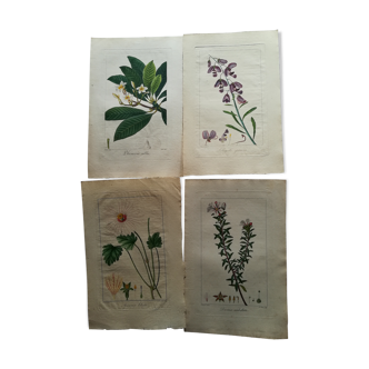 Lot of 4 botanical boards