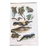 Planche pédagogique originale reptiles