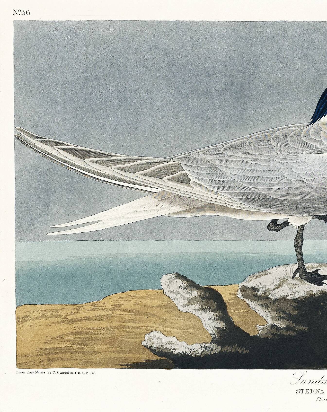 Poster about the Tern, based on an old engraving from 1827.