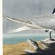 Poster about the Tern, based on an old engraving from 1827.