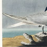 Poster about the Tern, based on an old engraving from 1827.