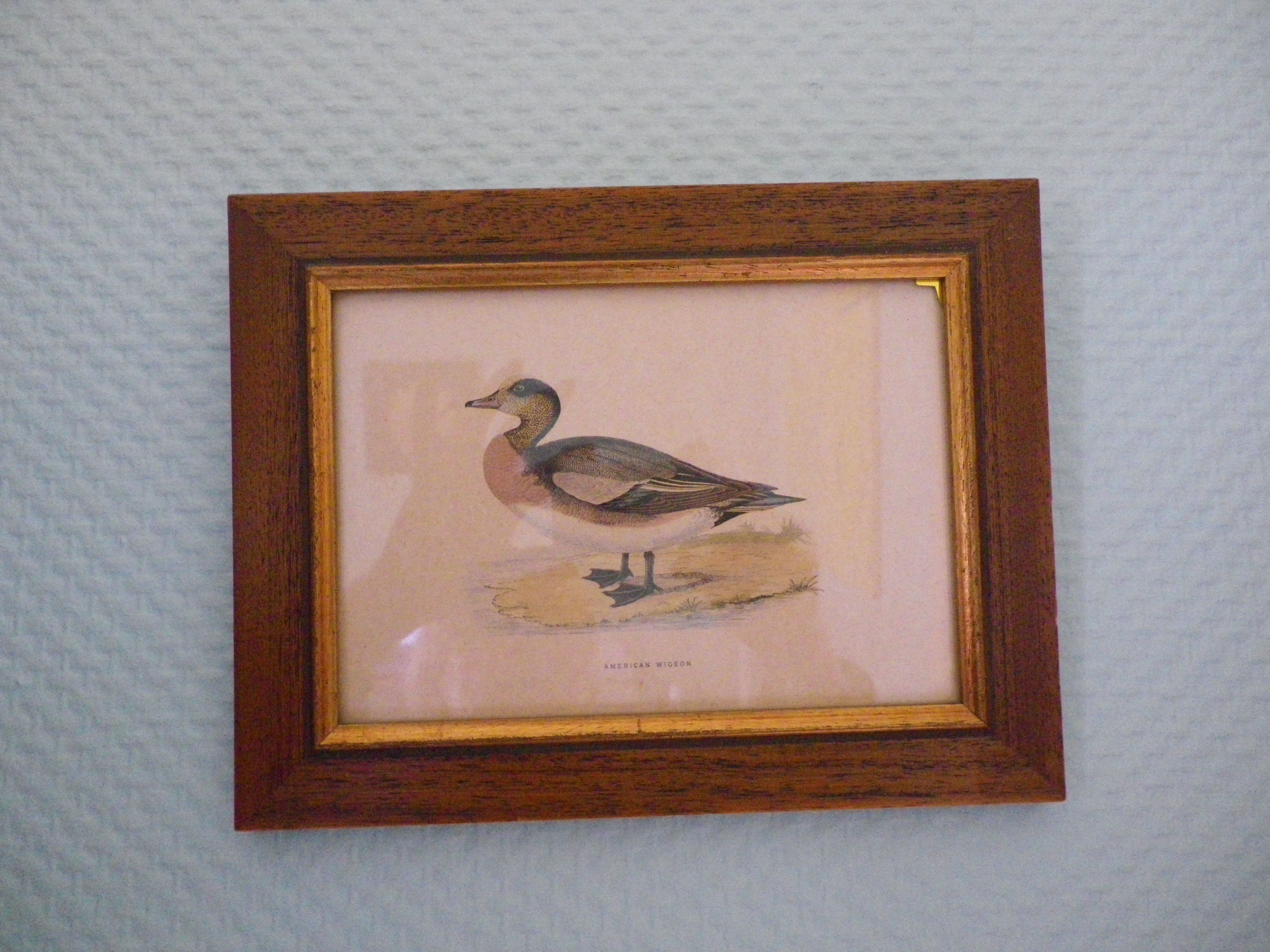 "American Wigeon" lithography with framing