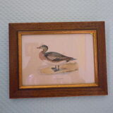 "American Wigeon" lithography with framing