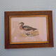"American Wigeon" lithography with framing