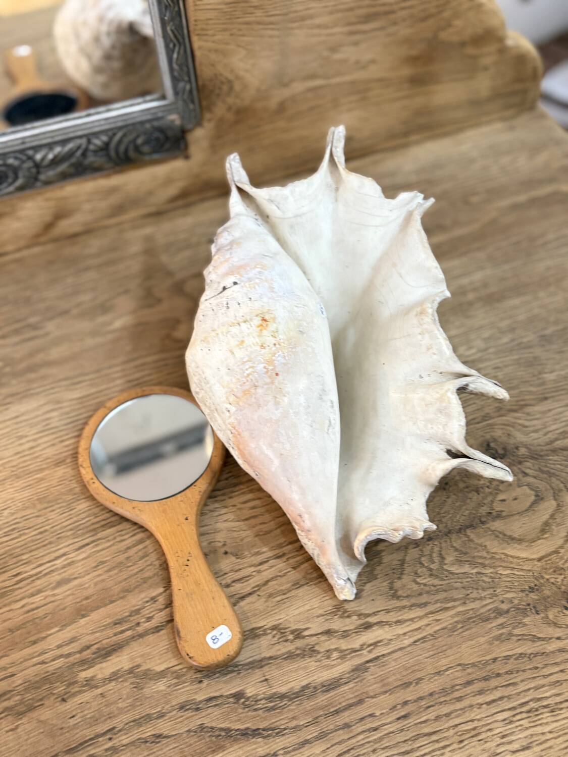 Large ancient blackcurrant shell