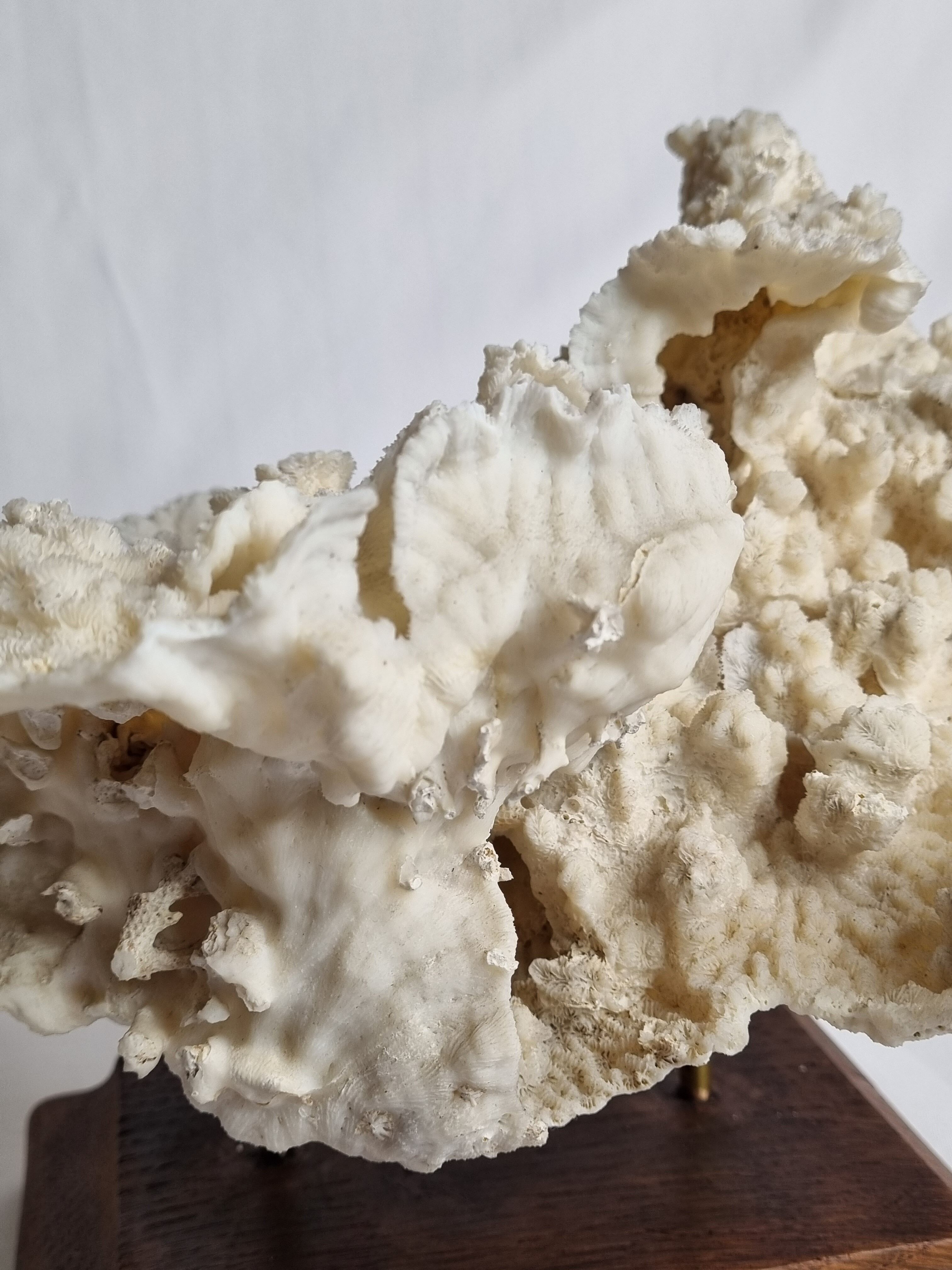 Old whole white coral on solid wood support, 34 cm