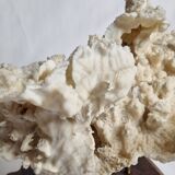 Ancien corail blanc entier sur support en bois massif, 34 cm