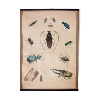 Affiche pédagogique scarabée, 1914