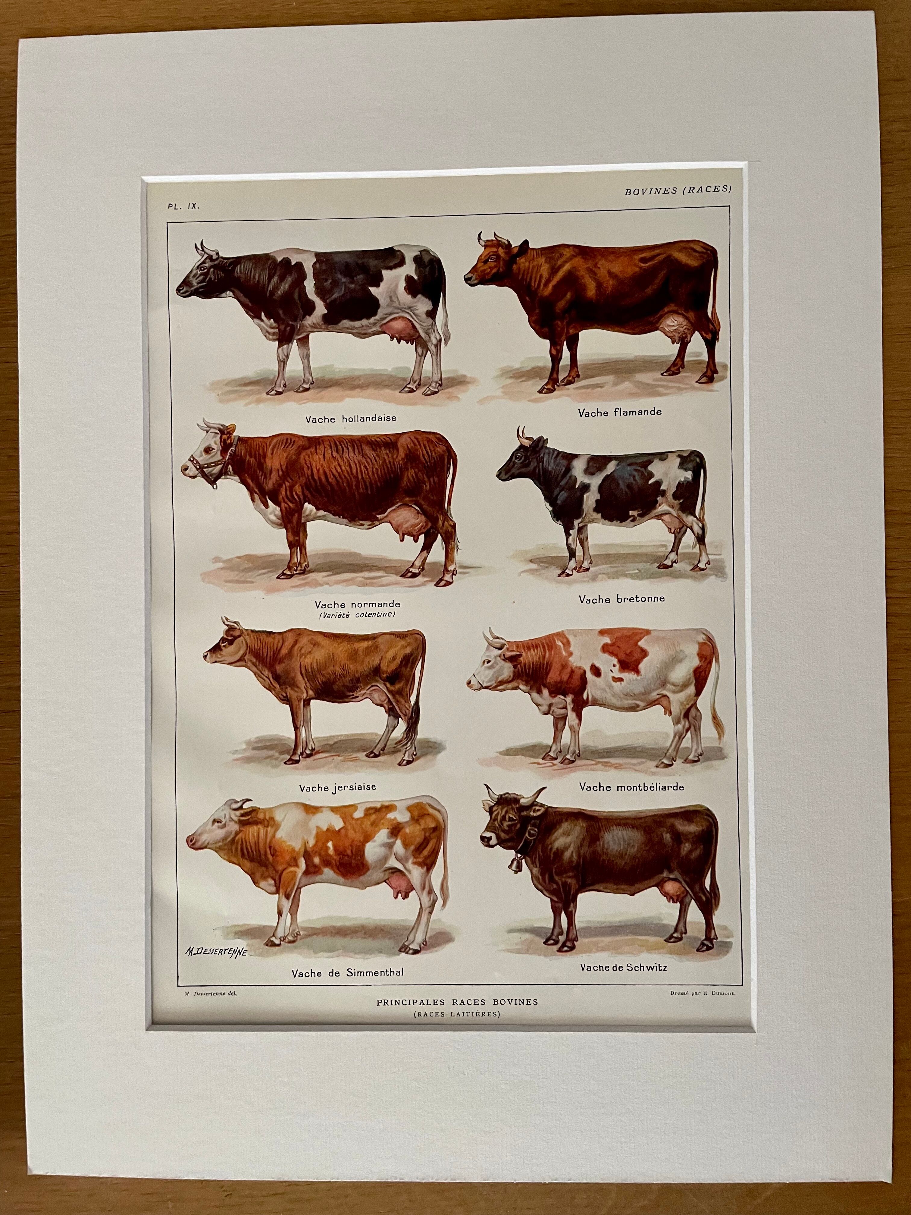 Lithograph on cows from 1921