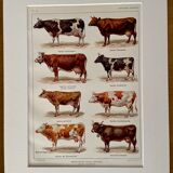 Lithograph on cows from 1921