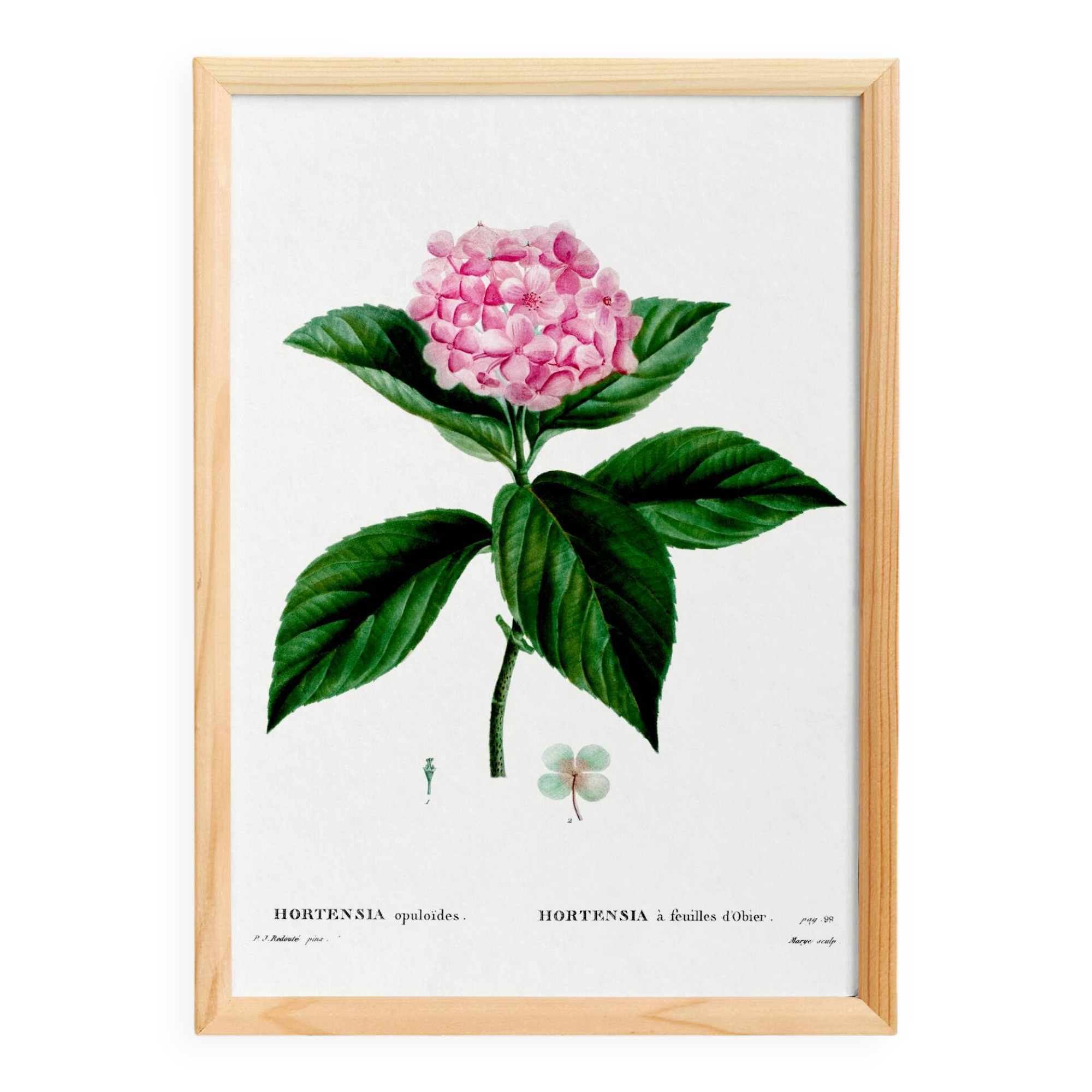 Botanical poster on the Hydrangea, after an engraving from 1802