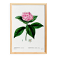 Botanical poster on the Hydrangea, after an engraving from 1802