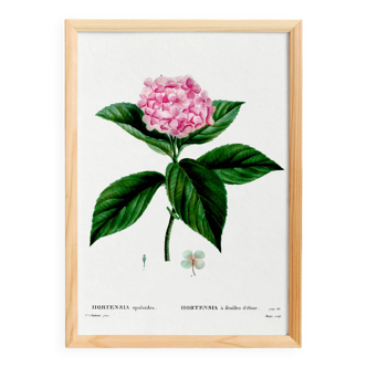 Botanical poster on the Hydrangea, after an engraving from 1802