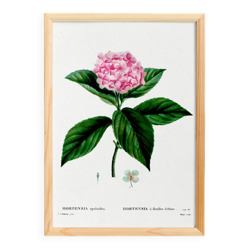 Affiche botanique sur l'Hortensia, d’après une gravure de 1802