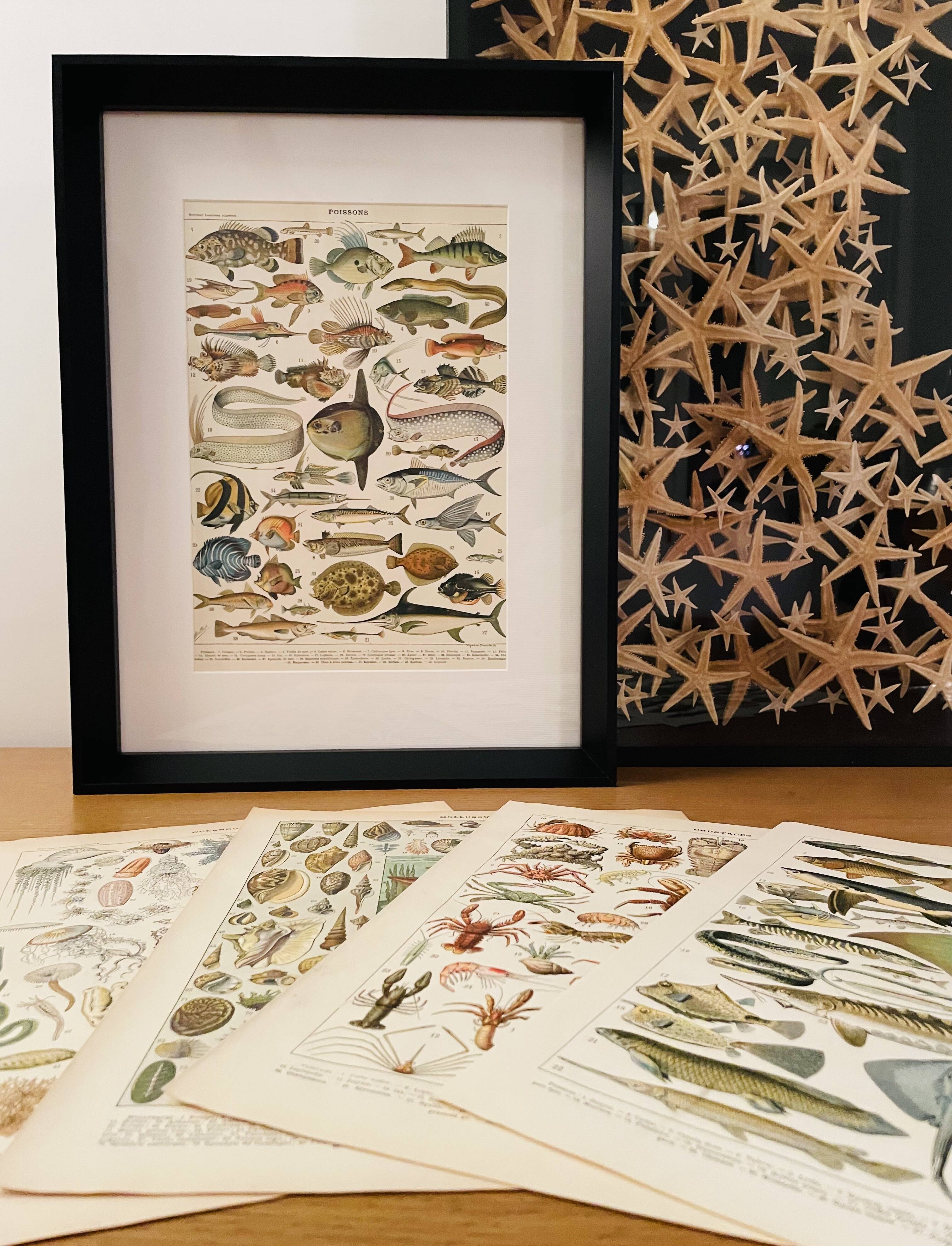 Illustrated plate of coral reef fish – 1950