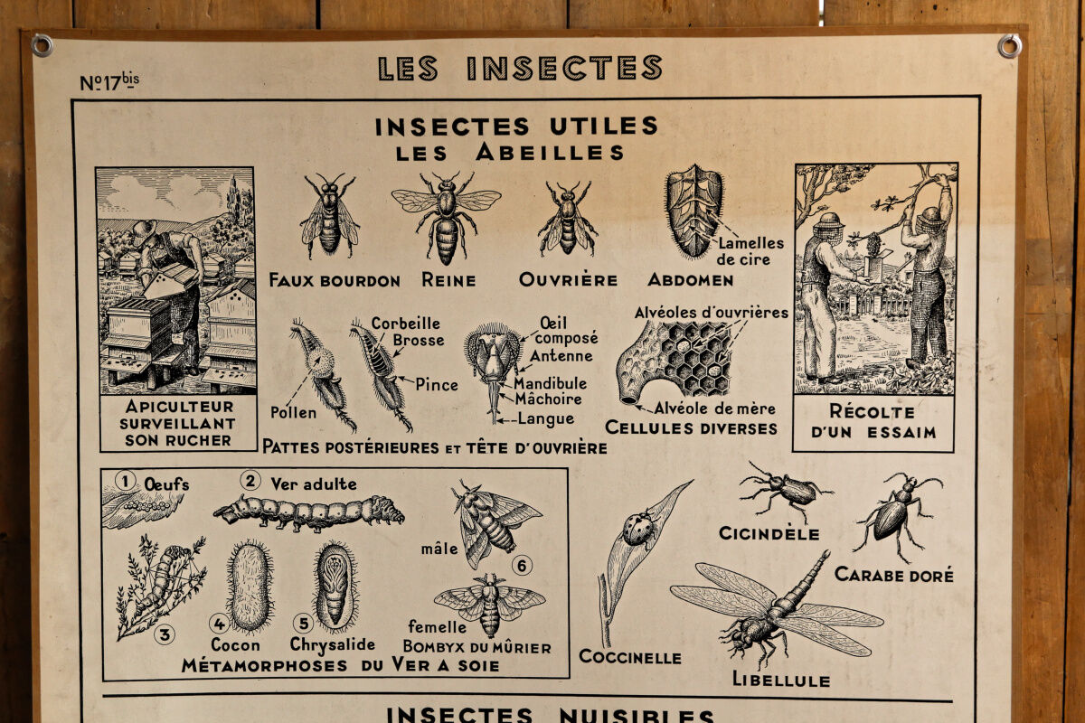 Hatier educational poster 1950