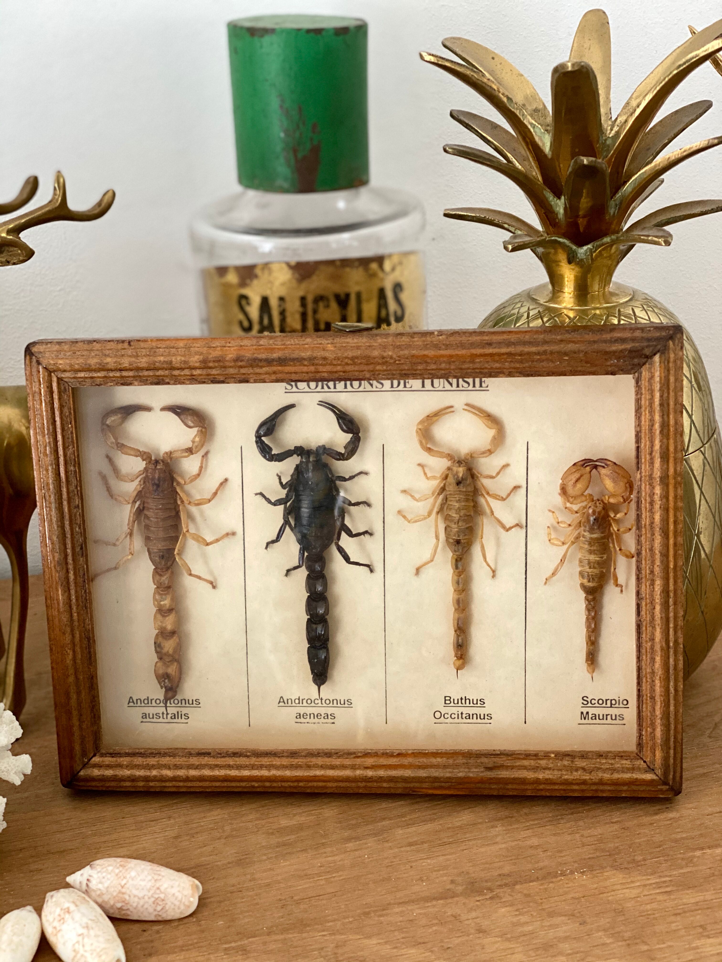 Frame 4 naturalized scorpions de curiosity cabinet